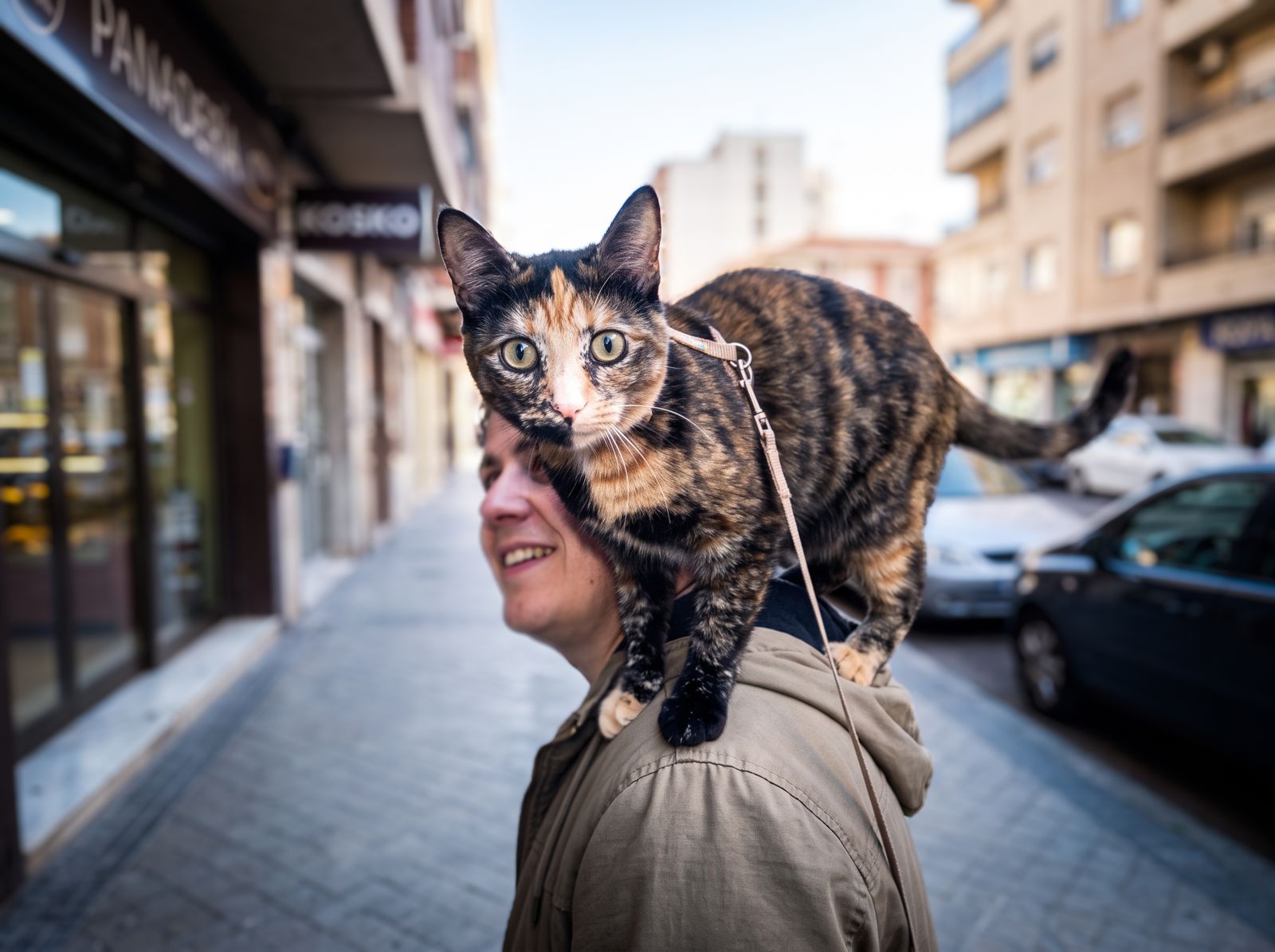 Una gata carey pasea sobre el hombro de su tutor